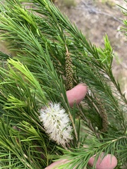 Melaleuca armillaris armillaris
