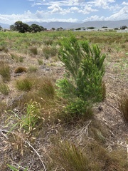 Melaleuca armillaris armillaris