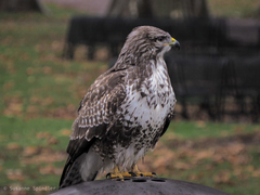 Buteo buteo