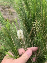 Melaleuca armillaris armillaris