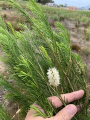 Melaleuca armillaris armillaris