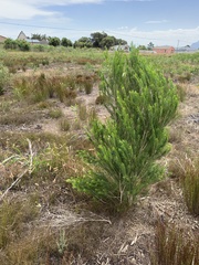 Melaleuca armillaris armillaris