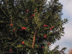 Taxus baccata