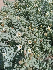 Nolana crassulifolia