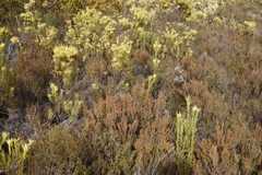 Erica hispidula