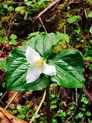 Trillium ovatum ovatum