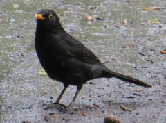 Turdus merula