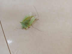 Heteroptera