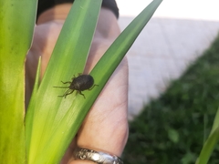 Discocephalinae