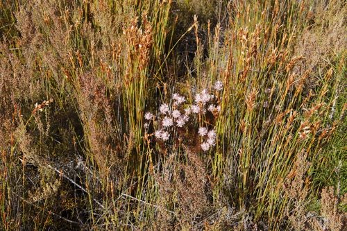 Image of Serruria rostellaris by (c) Tony Rebelo, some rights reserved (CC BY-SA)