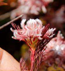 Serruria rostellaris