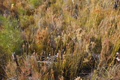 Serruria rostellaris