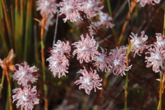 Serruria rostellaris