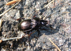 Pterostichus burmeisteri