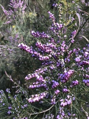 Erica erigena