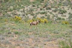 Damaliscus pygargus phillipsi