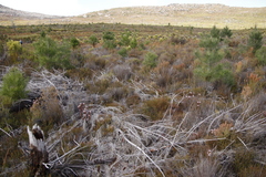 Serruria rostellaris