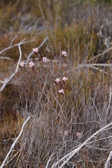 Serruria rostellaris