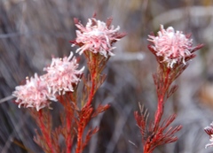 Serruria rostellaris