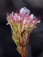 Serruria rostellaris