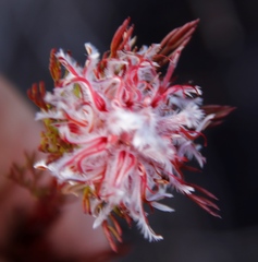 Serruria rostellaris