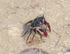 Metopograpsus messor