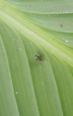 Camponotus lindigi
