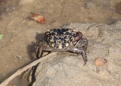 Metopograpsus messor
