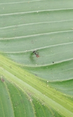 Camponotus lindigi