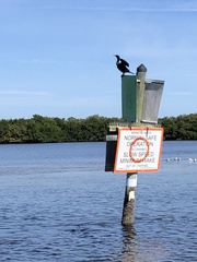Phalacrocorax auritus image