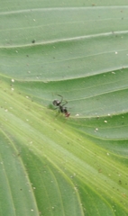Camponotus lindigi