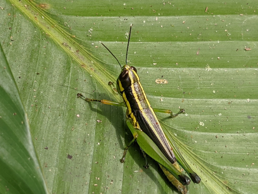 Mastusia quadricarinata