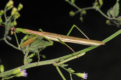 Stagmomantis nahua