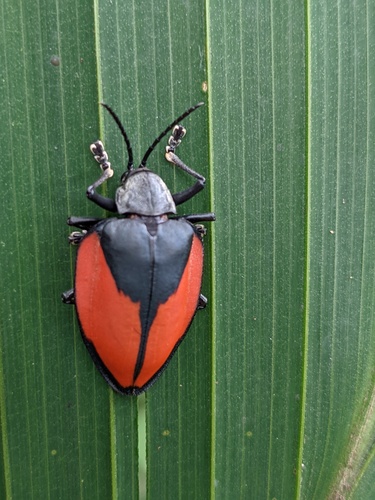 Pseudocalaspidea cassidea