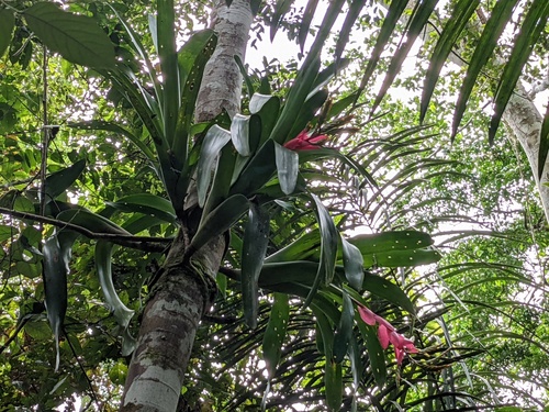 Aechmea moorei
