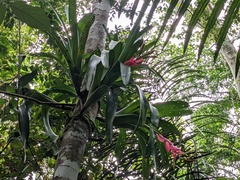 Aechmea moorei