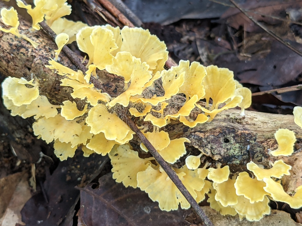 Cotylidia aurantiaca · November 2021 · photo: © stekkelpak (iNaturalist, cc0)