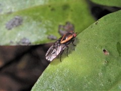 Allophylopsis