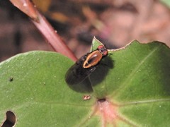 Allophylopsis