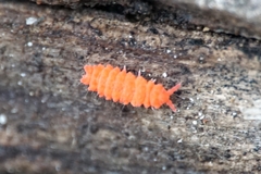 Bilobella
