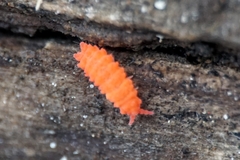 Bilobella