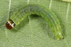 Archips oporana
