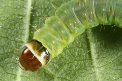 Archips oporana