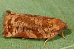 Archips oporana