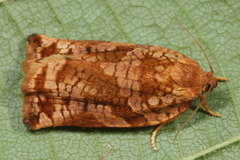 Archips oporana