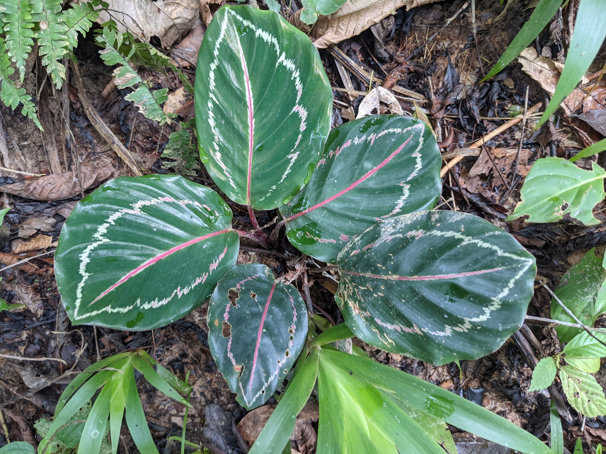 Imagem de Maranta