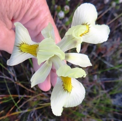 Moraea angusta