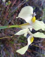 Moraea angusta