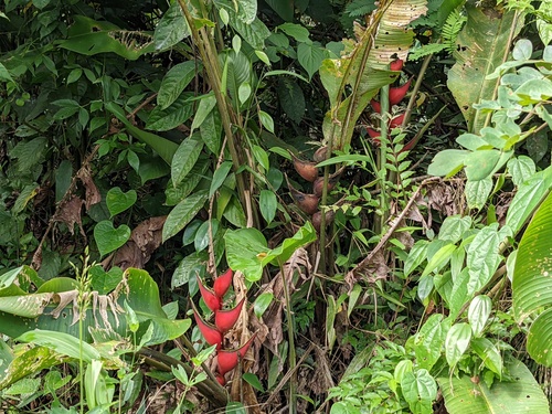 Heliconia orthotricha (Heliconia orthotricha)