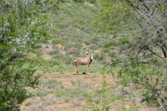 Damaliscus pygargus phillipsi